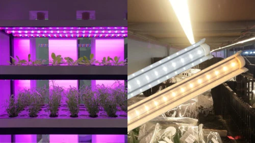 Đèn LED nuôi cấy mô - Giải pháp chiếu sáng hiện đại cho nông nghiệp công nghệ cao